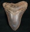 Inch Megalodon Tooth #5189-1